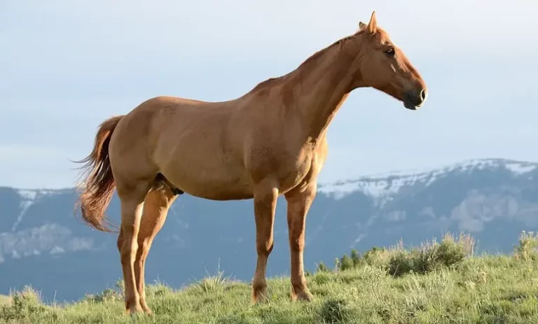 Rêve de Cheval Brun : Signification