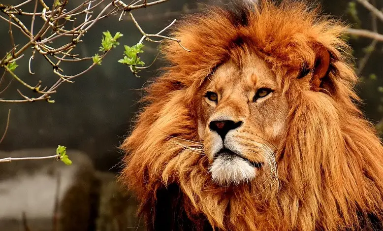 Rêver de lion signification 💤