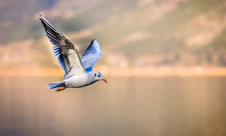 Rêve d'Oiseaux qui se posent sur vous : Signification