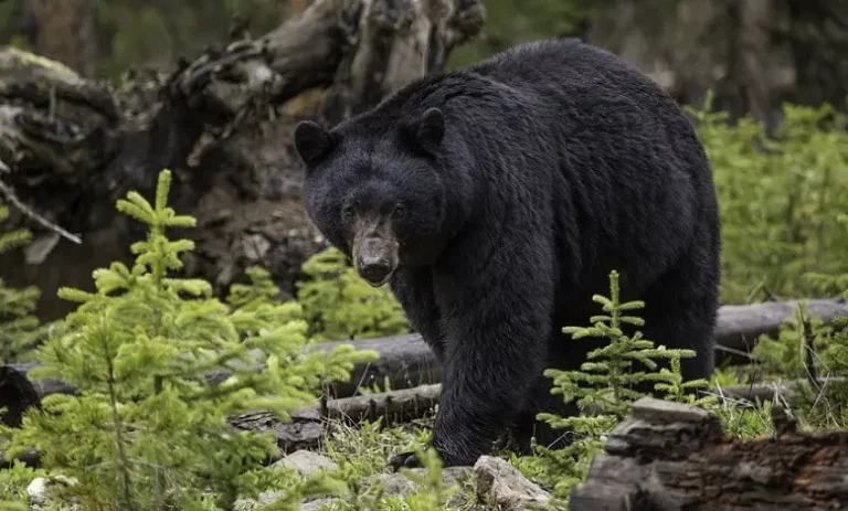 Rêve d'Ours Noir : Signification