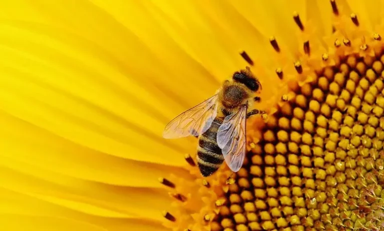 Signification rêver d'abeilles