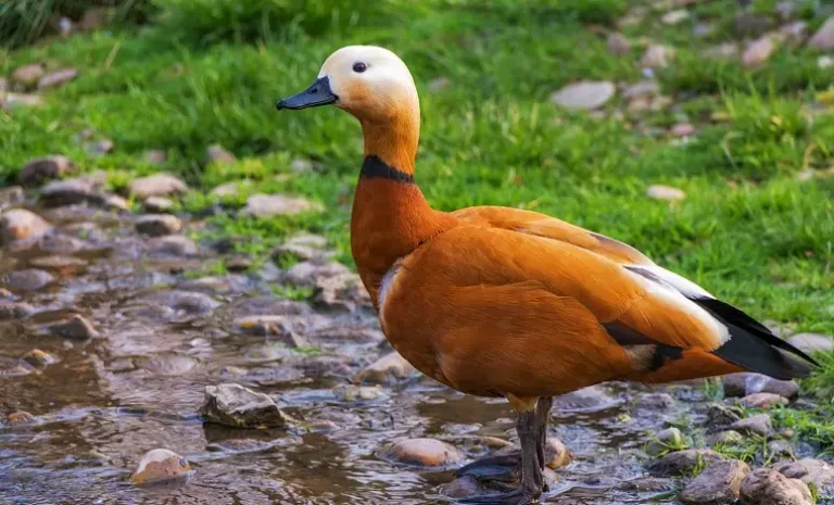 Signification rêver de canard