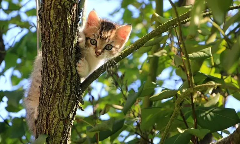 Signification rêver de chaton