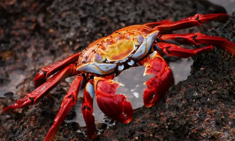 Signification rêver de crabes