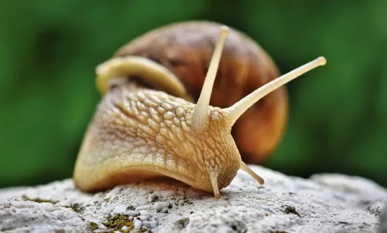 Signification Rêver d'escargots