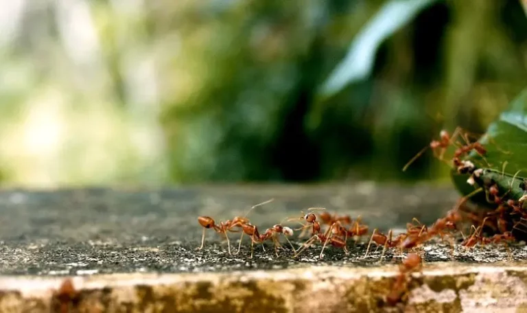 Signification rêver de fourmis