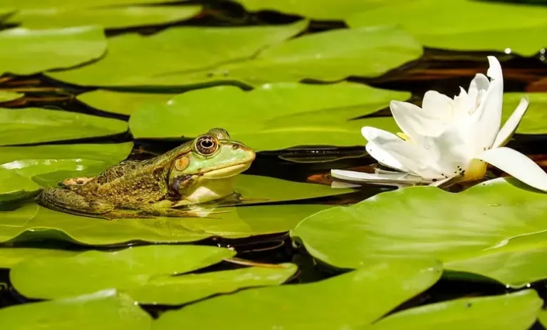 Signification rêver de grenouille