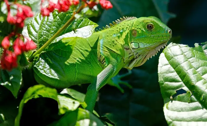 Signification rêver d'iguane