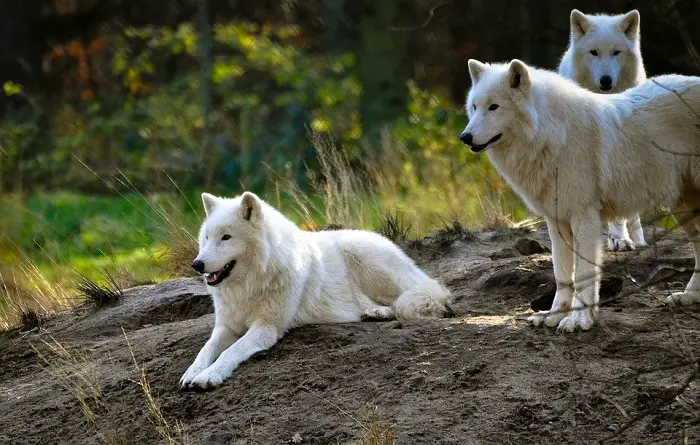 Signification rêver de chien blanc