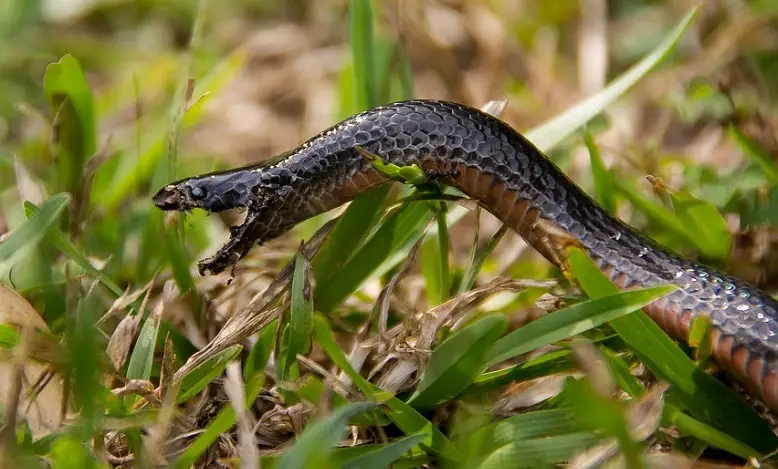 Signification Rêver d'une morsure de serpent