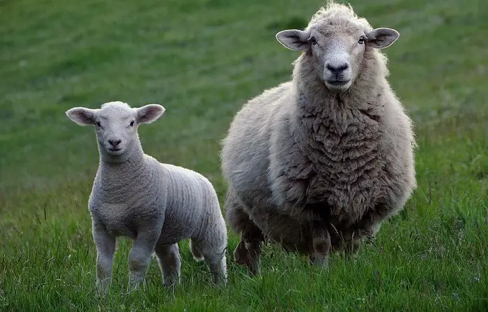 Signification rêver de mouton