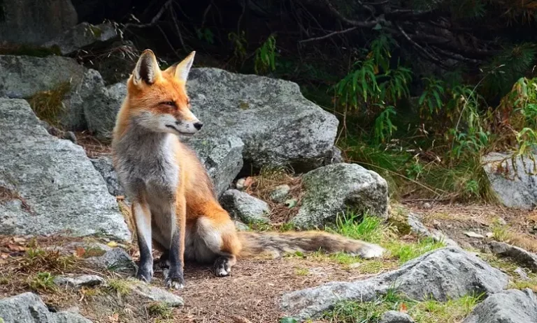 Signification rêver de renard