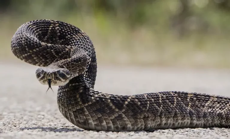 Signification rêver de serpents à sonnette