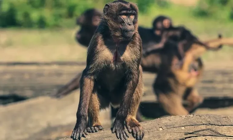 Signification rêver de singes