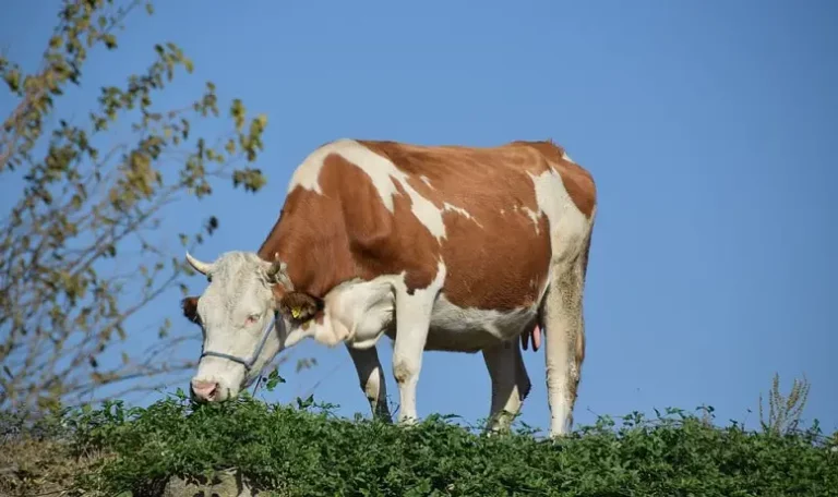 Signification rêver de vaches