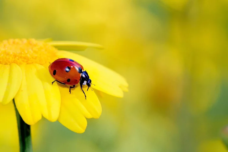 Rêver de coccinelle