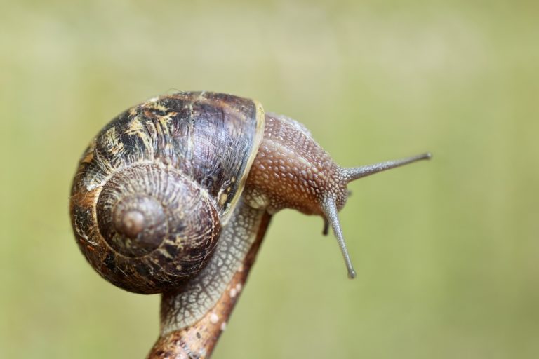 Rêver de ramasser des escargots