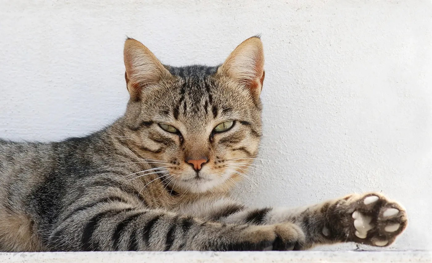 Portrait d'un chat tigré